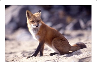 Изображение выглядит как млекопитающее, лиса, на открытом воздухе, Рыжая лисица

Автоматически созданное описание